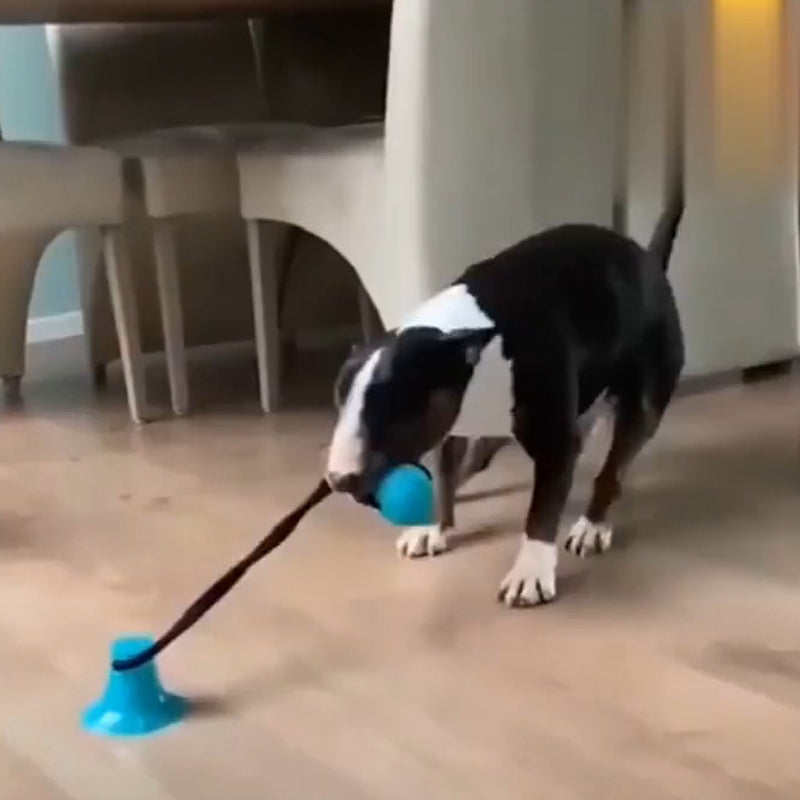 Beißspielzeug für Haustiere
